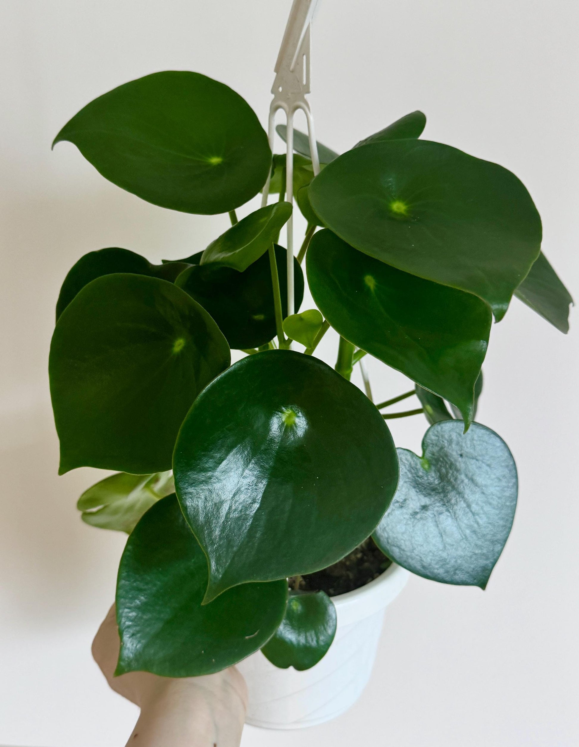 Peperomia Raindrop (Peperomia Polybotrya)| 6" Hanging Basket | optional decorative hanger
