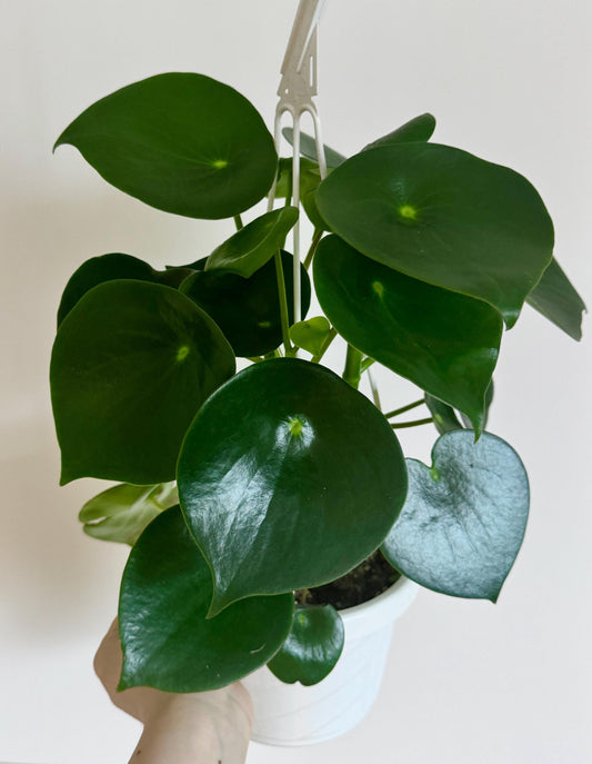 Peperomia Raindrop (Peperomia Polybotrya)| 6" Hanging Basket | optional decorative hanger