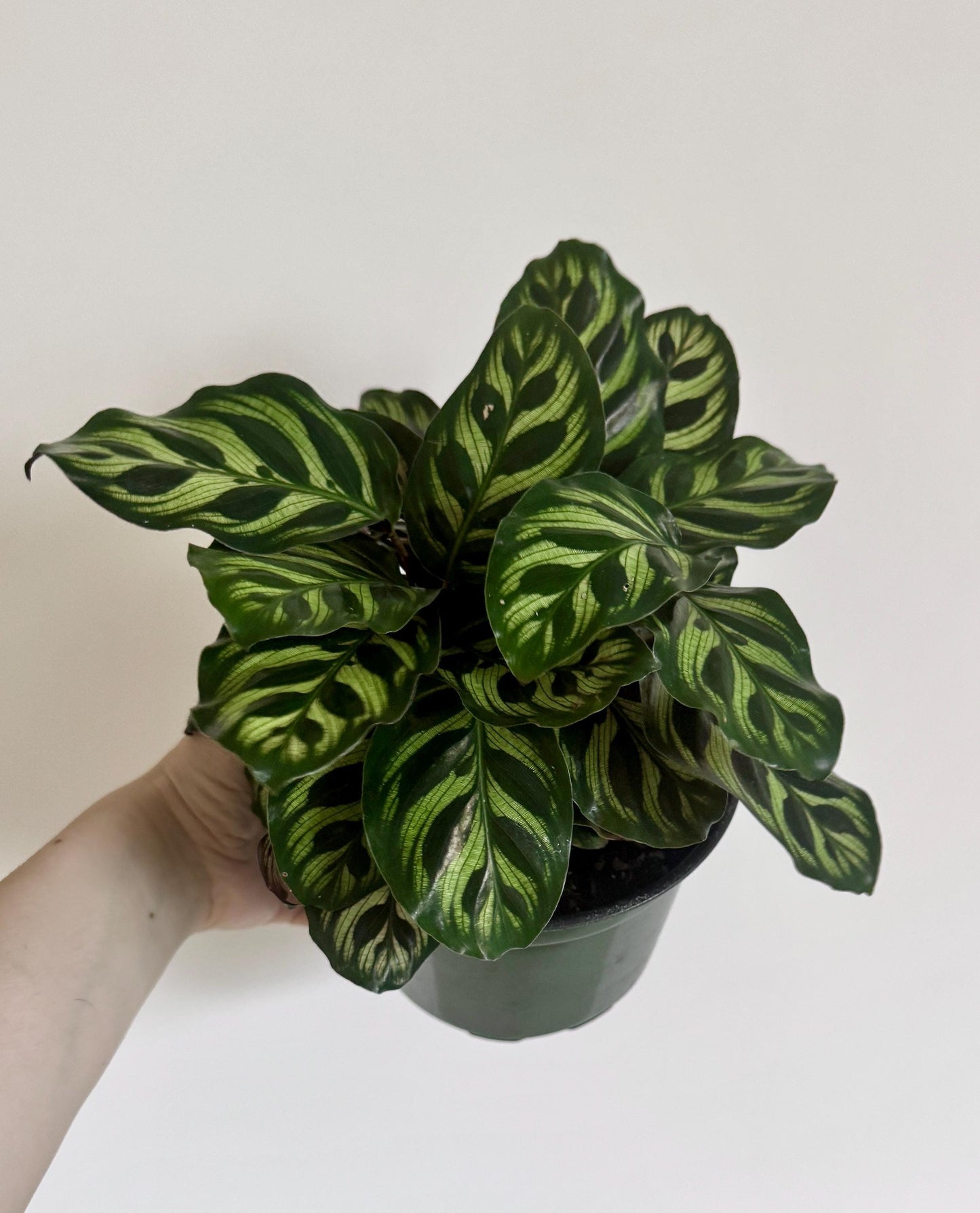 Calathea Makoyana Prayer Plant 6” Pot - Live Indoor Houseplant