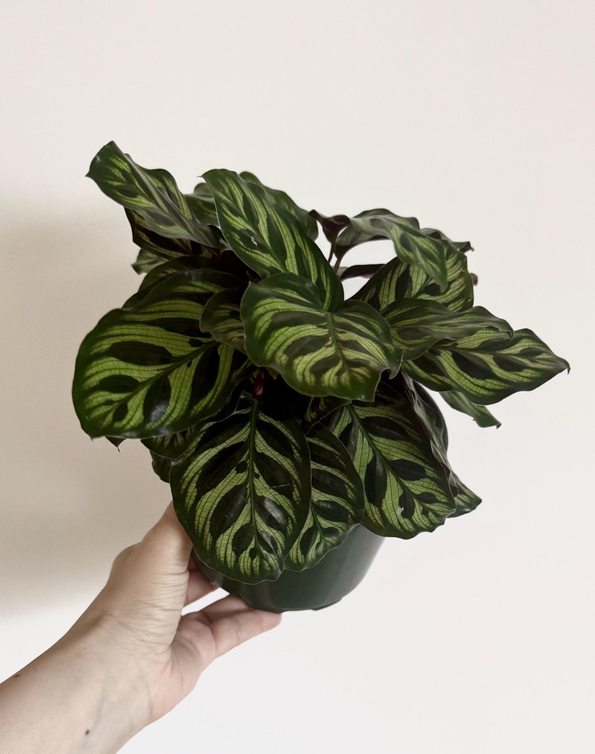 Calathea Makoyana Prayer Plant 6” Pot - Live Indoor Houseplant