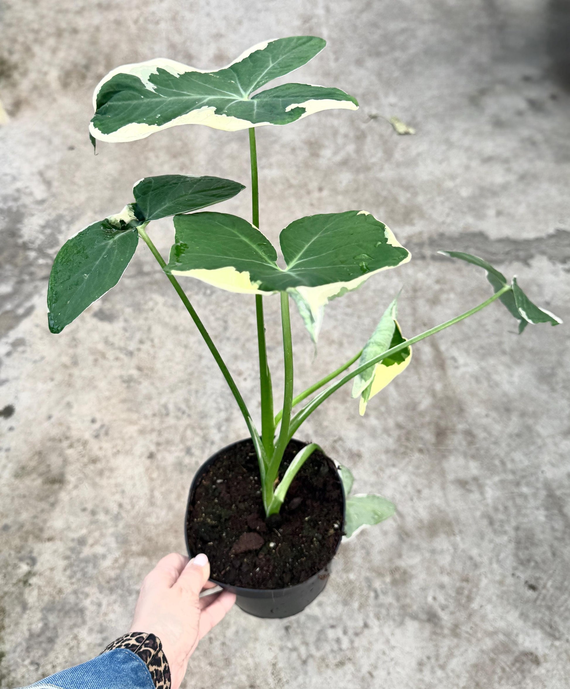Xanthosoma Mickey Mouse - Alocasia - 6 inch Pot - Live Plant