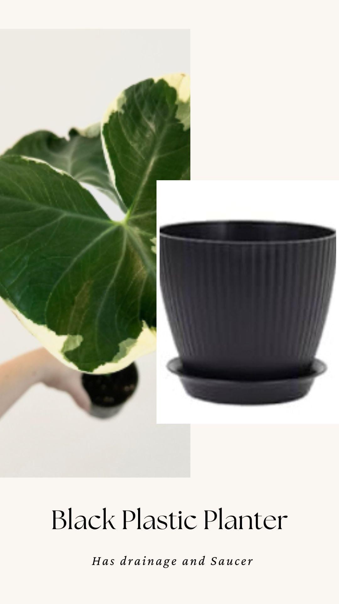 Xanthosoma Mickey Mouse - Alocasia - 6 inch Pot - Live Plant