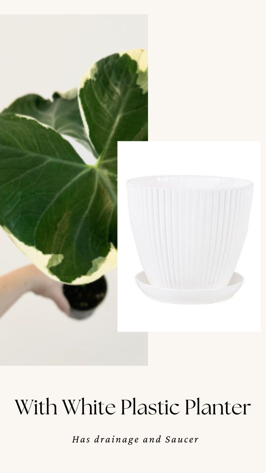 Xanthosoma Mickey Mouse - Alocasia - 6 inch Pot - Live Plant