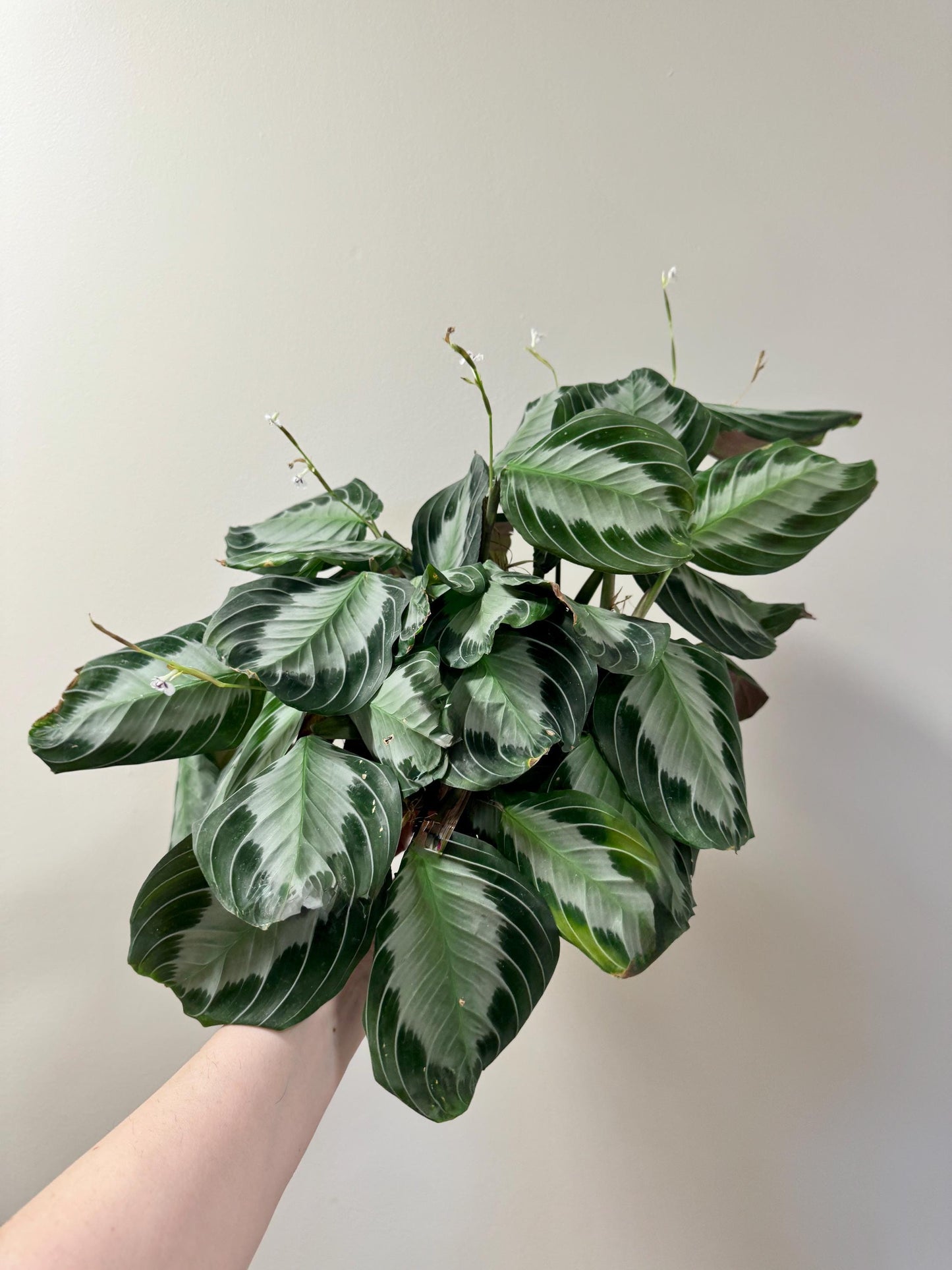 Maranta Silver Band Prayer Plant | 4 inch Pot | Live Plant - optional decorative pot