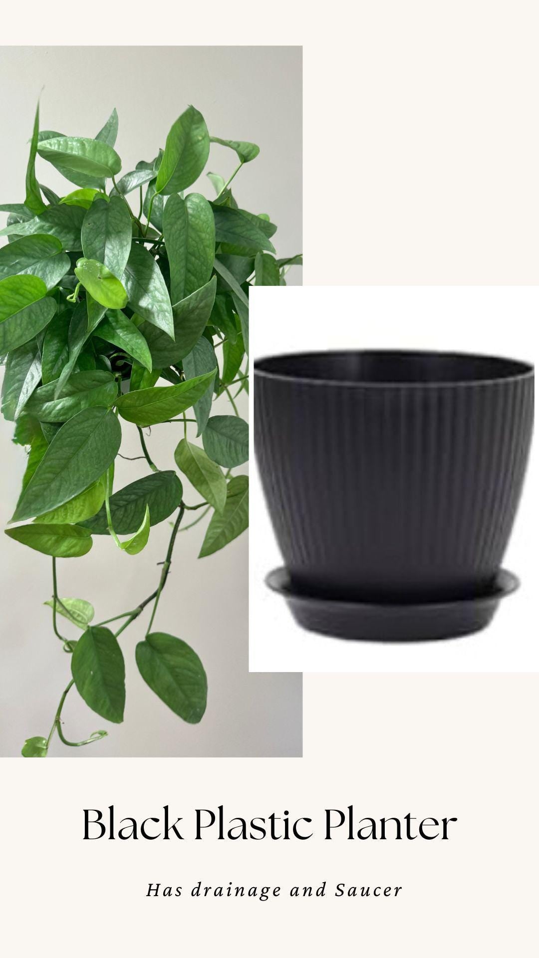 Cebu Blue Pothos (Epipremnum Pinnatum) 6 inch pot - Live Plant - optional decorative pot