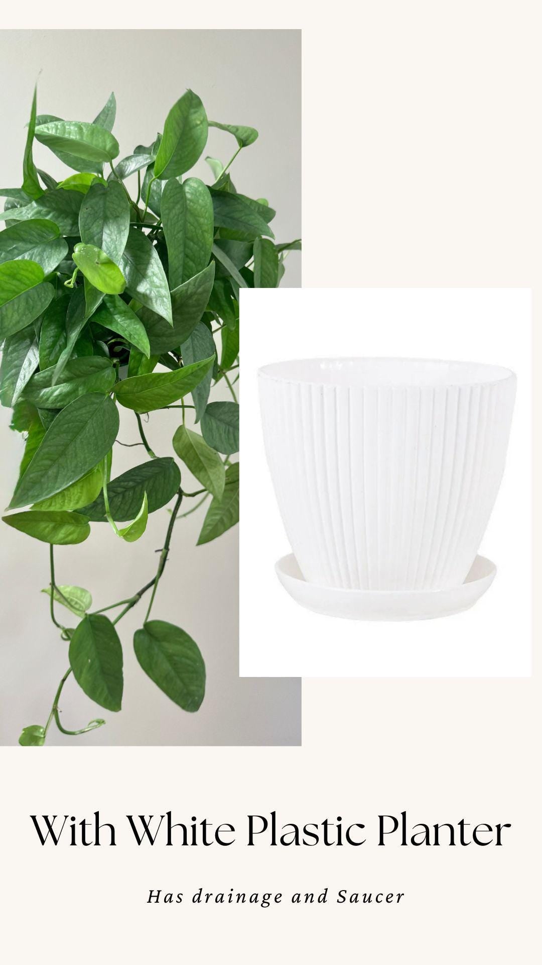 Cebu Blue Pothos (Epipremnum Pinnatum) 6 inch pot - Live Plant - optional decorative pot