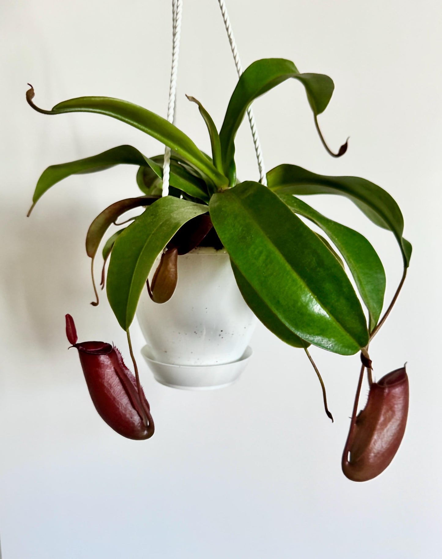 Nepenthes Bloody Mary Hybrid Pitcher Hanging Plant - 4.5 Hanging Basket - Live Plant