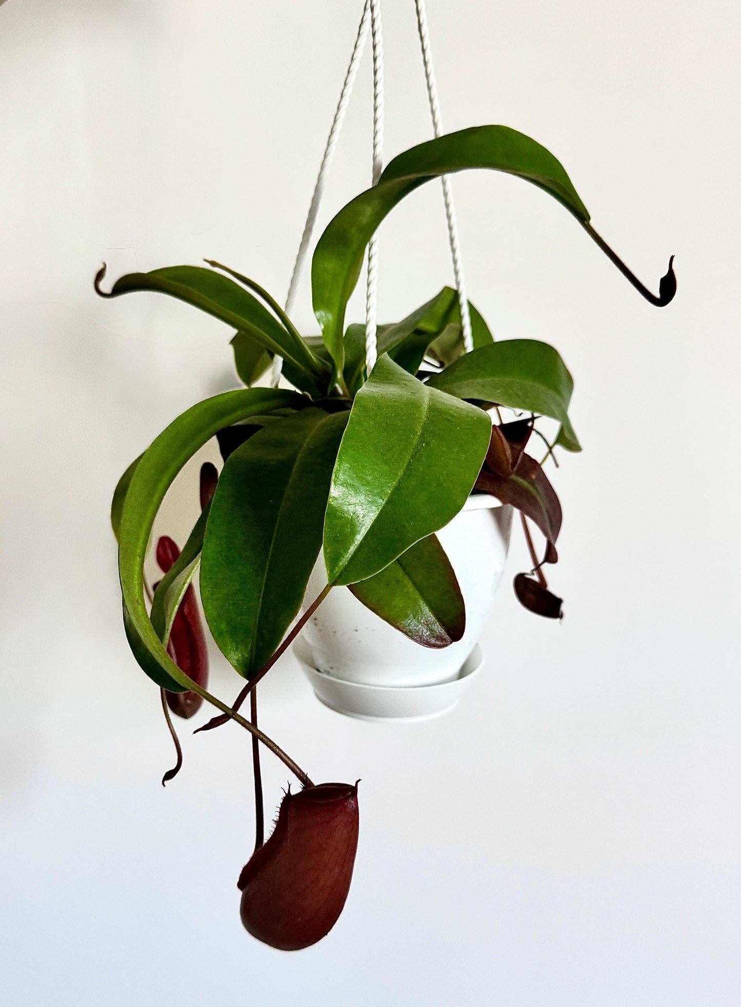 Nepenthes Bloody Mary Hybrid Pitcher Hanging Plant - 4.5 Hanging Basket - Live Plant