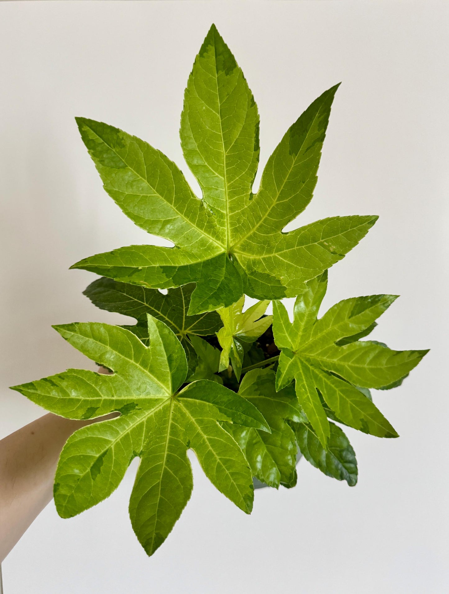 Fatsia Variegated Plant - 6" Pot - Live Plant