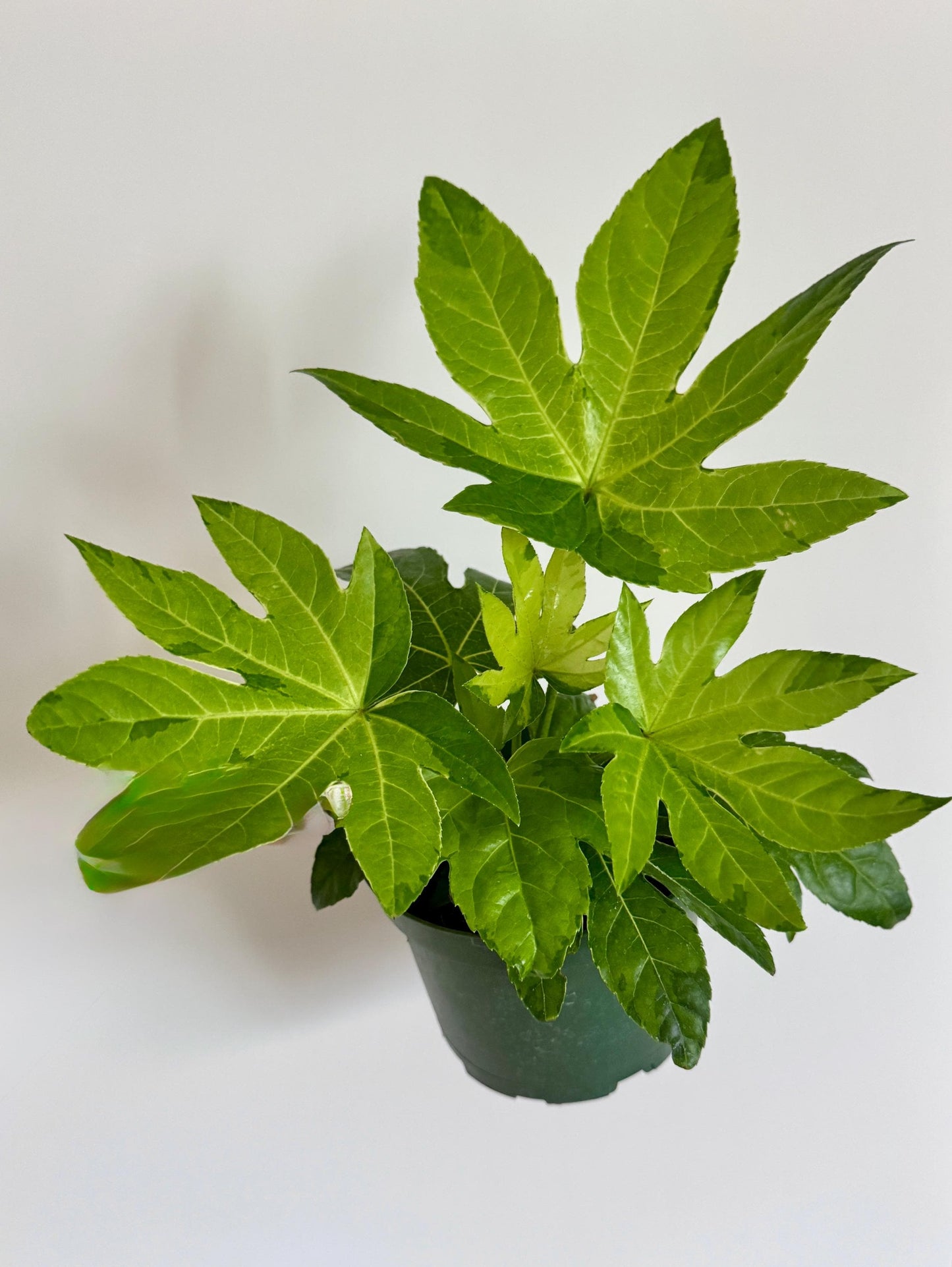 Fatsia Variegated Plant - 6" Pot - Live Plant