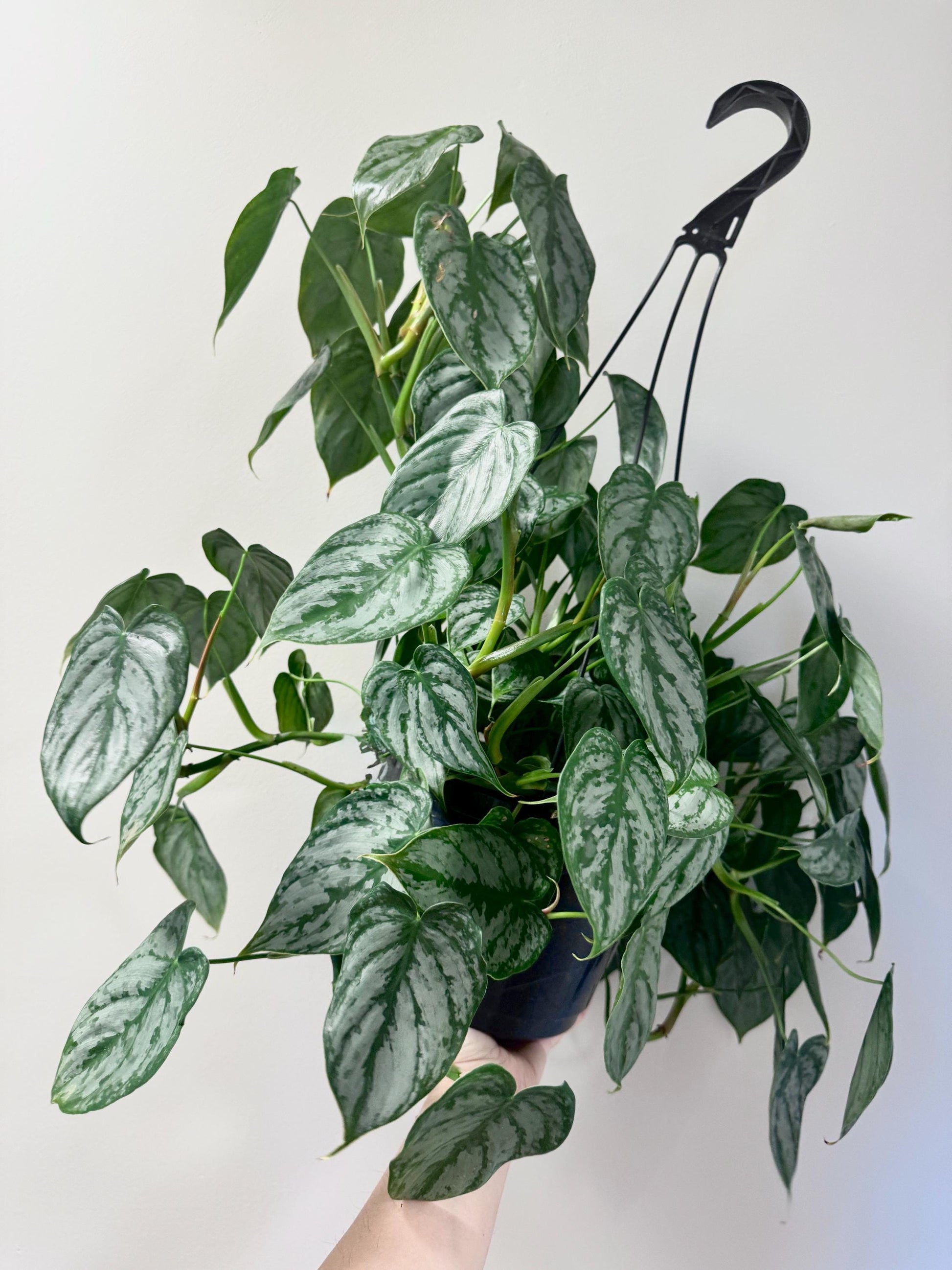 Philodendron Brandi Brandtianum Plant 8 inch Hanging Pot - Live Plant
