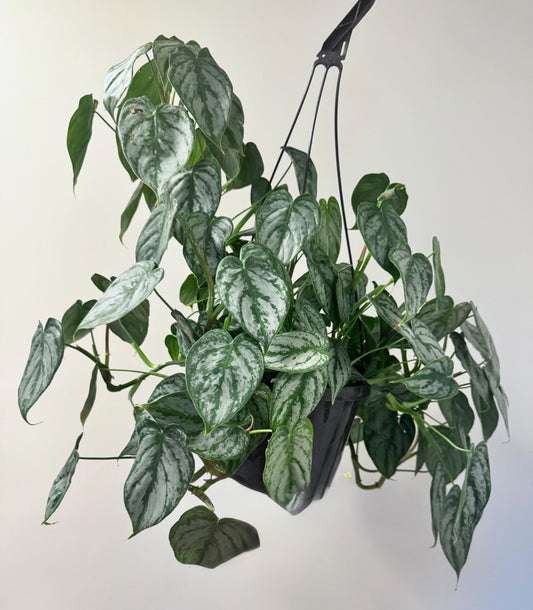 Philodendron Brandi Brandtianum Plant 8 inch Hanging Pot - Live Plant