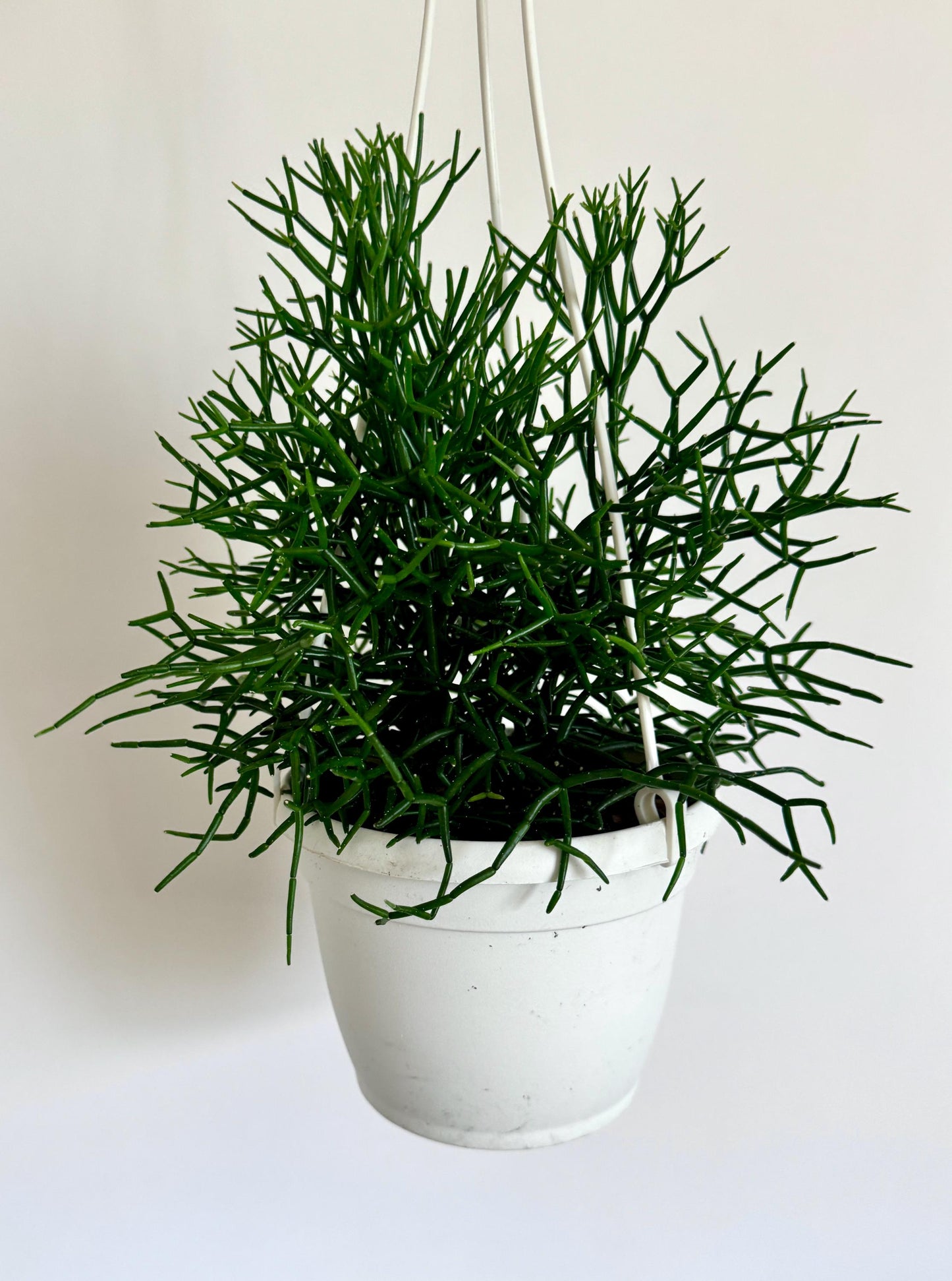 Rhipsalis Hatiora Cylindrica | Dancing Bones Cactus | Plant - 6 inch Hanging Basket | Succulent Plant | optional macrame hanger