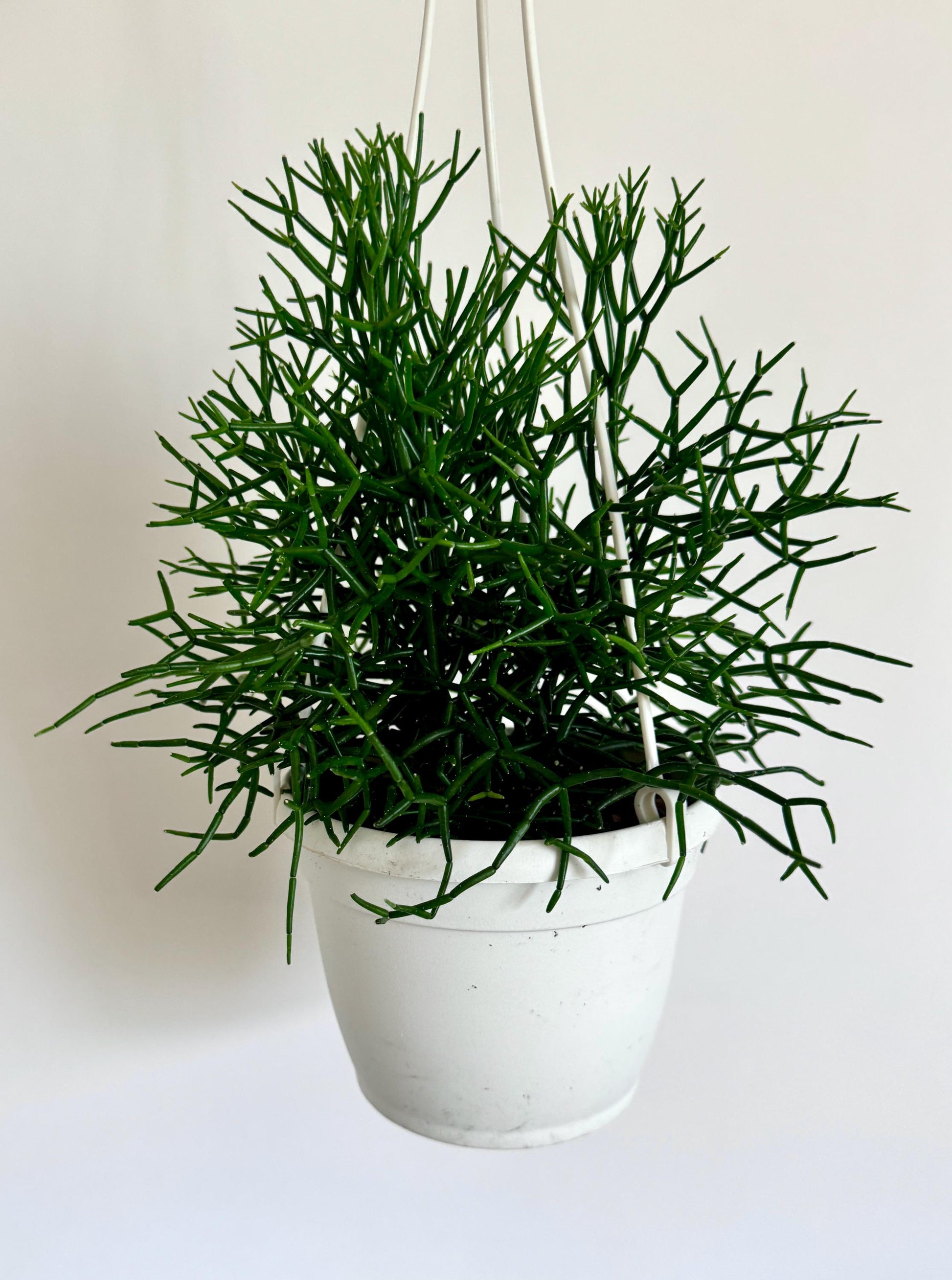 Rhipsalis Hatiora Cylindrica | Dancing Bones Cactus | Plant - 6 inch Hanging Basket | Succulent Plant | optional macrame hanger