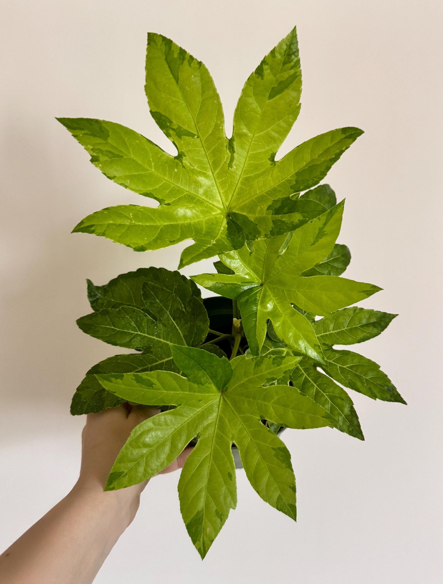 Fatsia Variegated Plant - 6" Pot - Live Plant