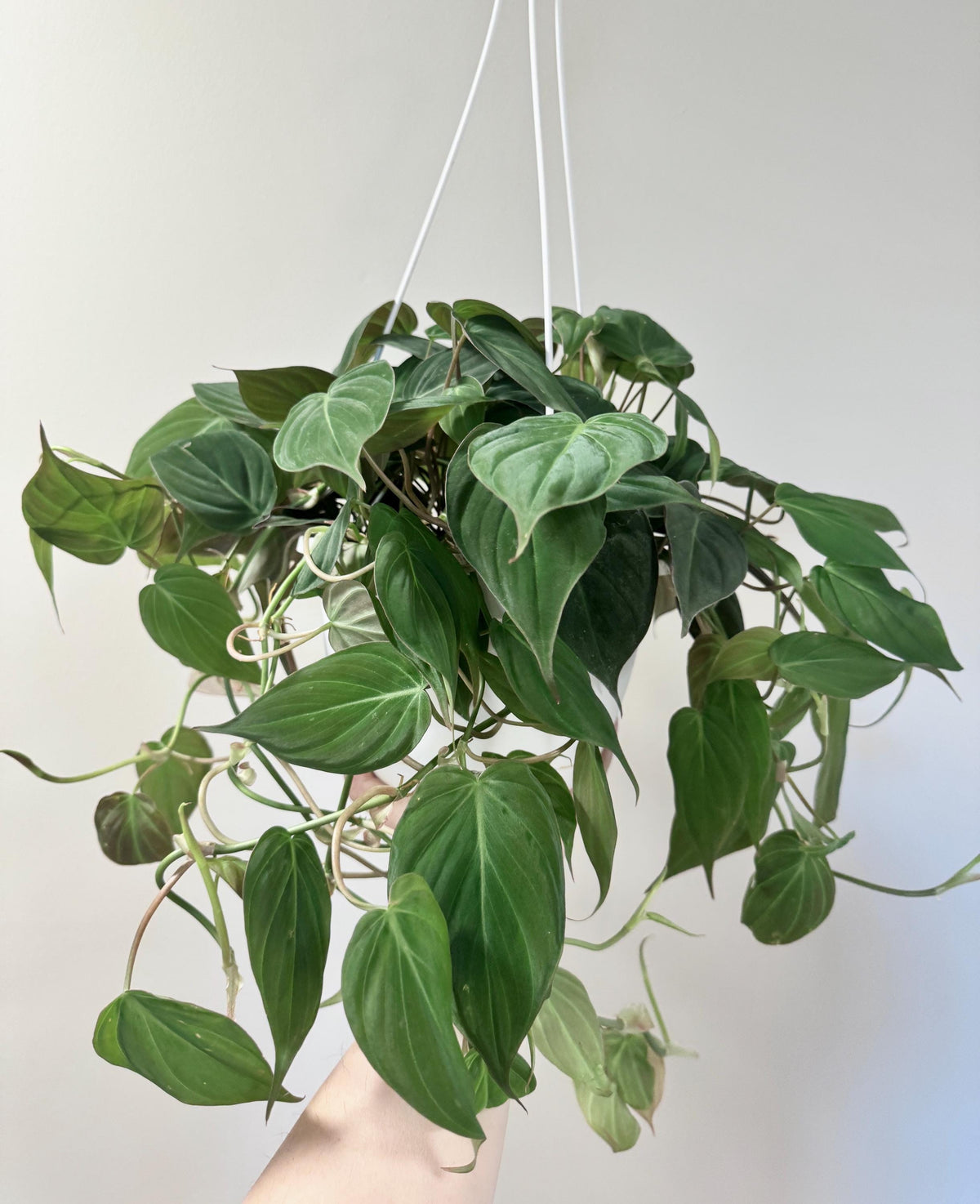 Philodendron Micans Plant 8 inch Hanging Pot - Live Plant