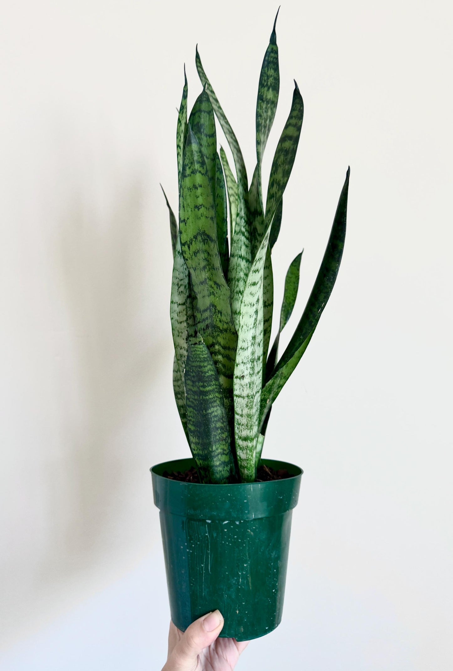 Sansevieria Zeylanica Snake Plant - 6 inch Pot - optional decorative plant