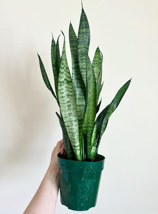 Sansevieria Zeylanica Snake Plant - 6 inch Pot - optional decorative plant