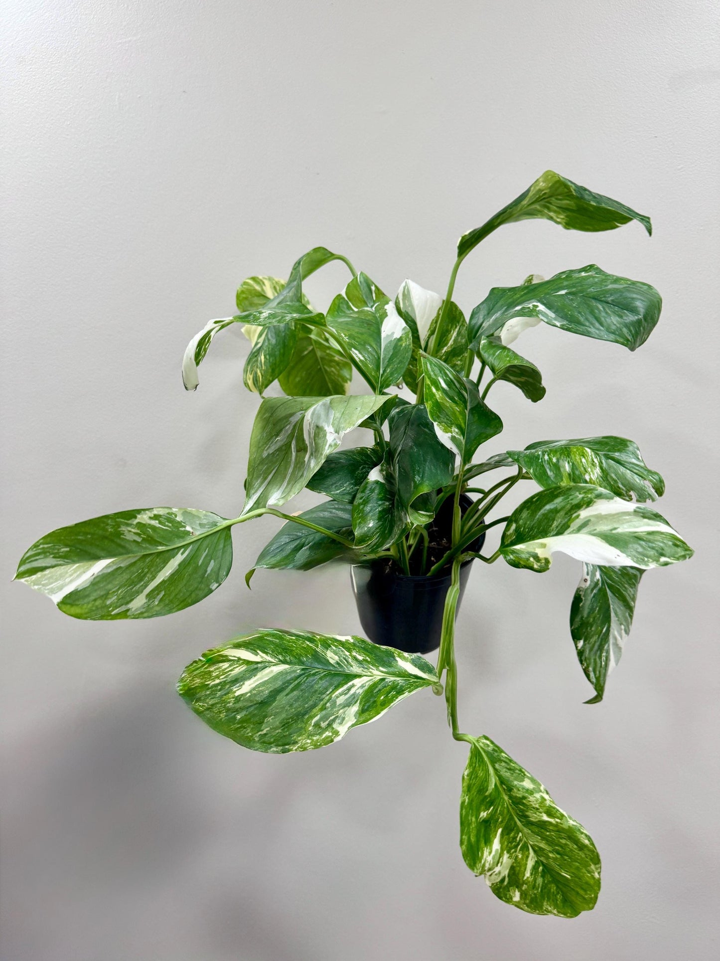 Epipremnum Pinnatum Albo Variegated Plant - 6 inch Pot - optional deocrative pot