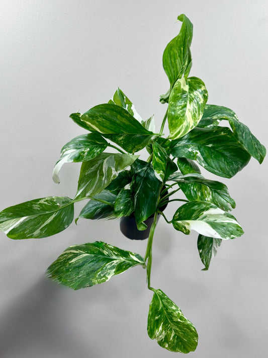 Epipremnum Pinnatum Albo Variegated Plant - 6 inch Pot - optional deocrative pot