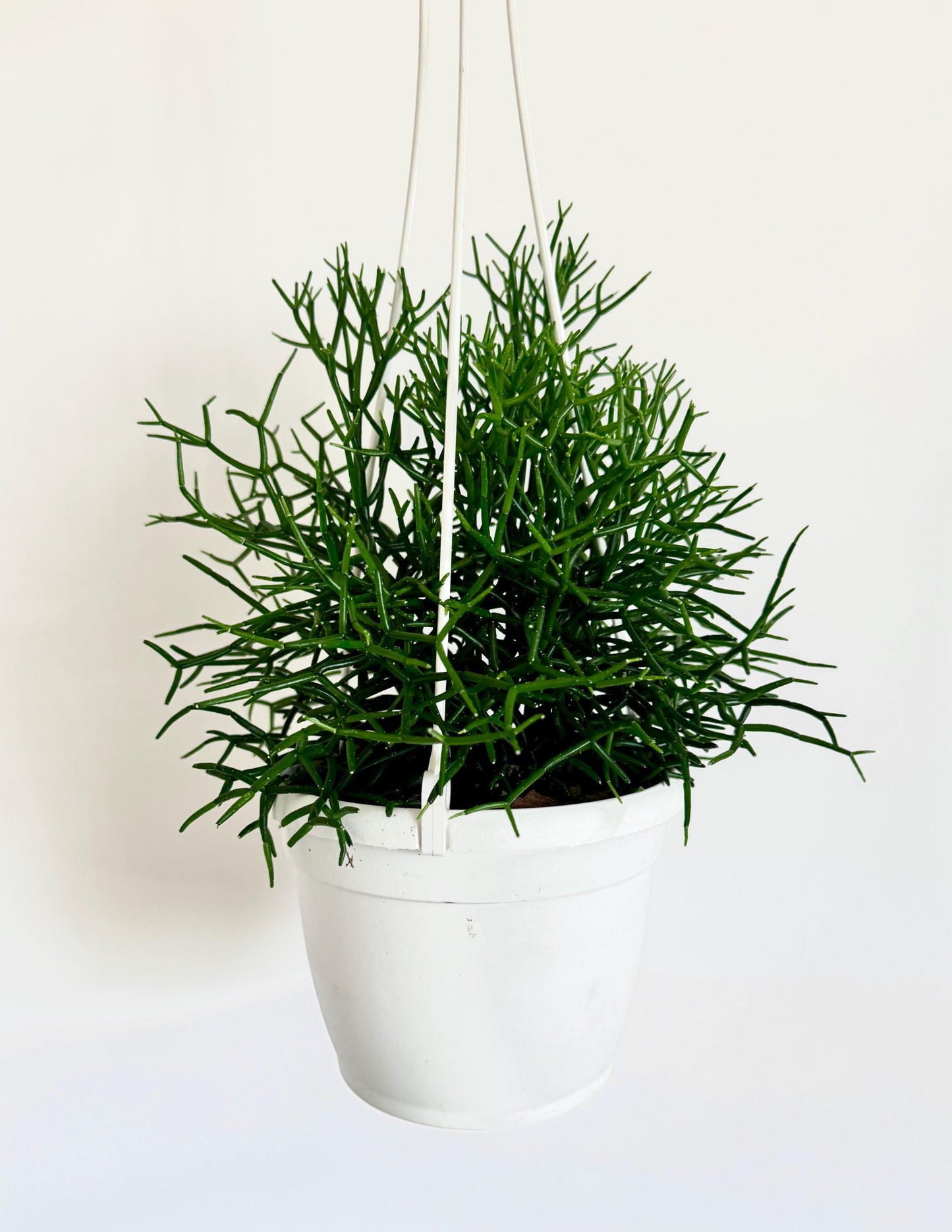 Rhipsalis Hatiora Cylindrica | Dancing Bones Cactus | Plant - 6 inch Hanging Basket | Succulent Plant | optional macrame hanger