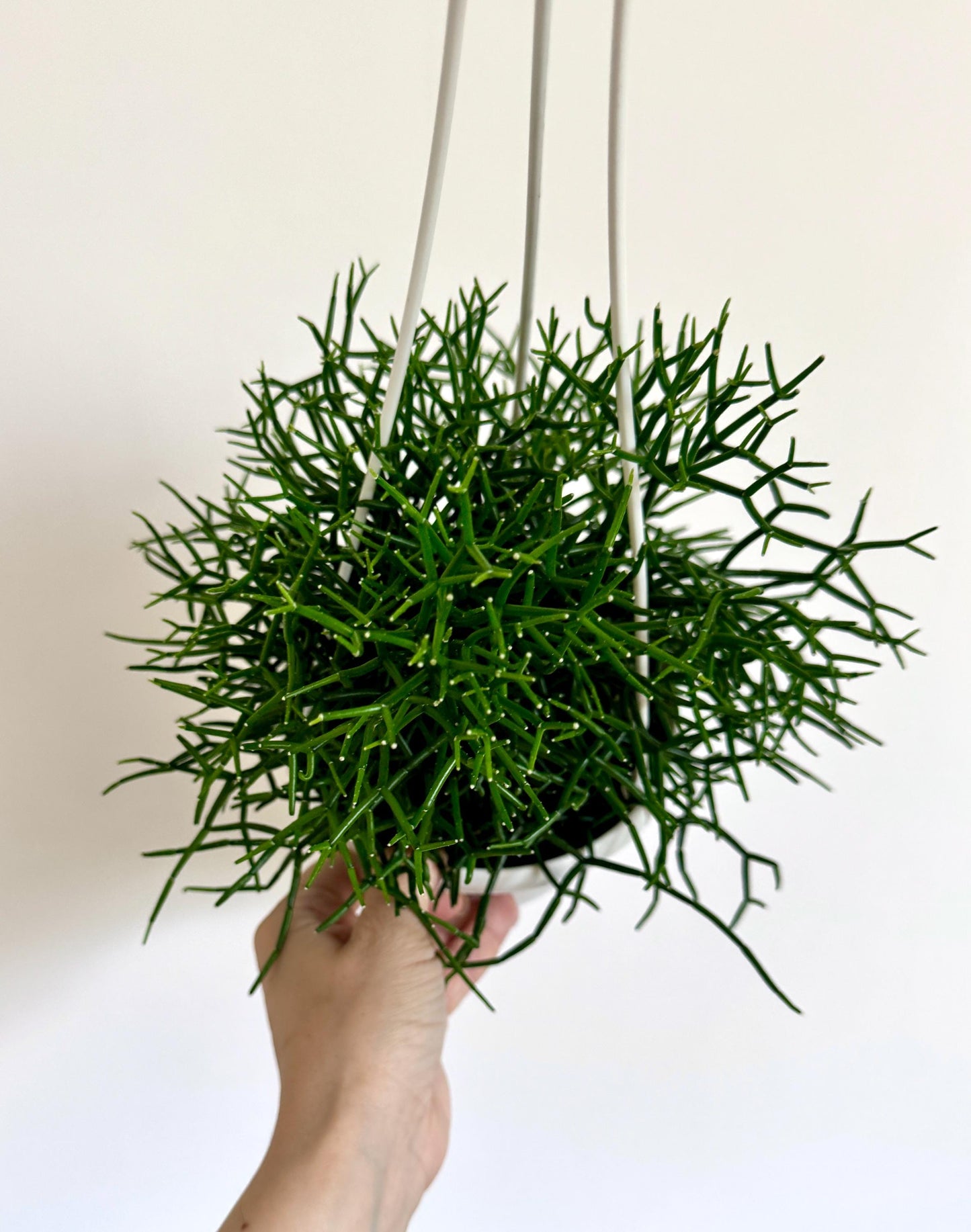 Rhipsalis Hatiora Cylindrica | Dancing Bones Cactus | Plant - 6 inch Hanging Basket | Succulent Plant | optional macrame hanger