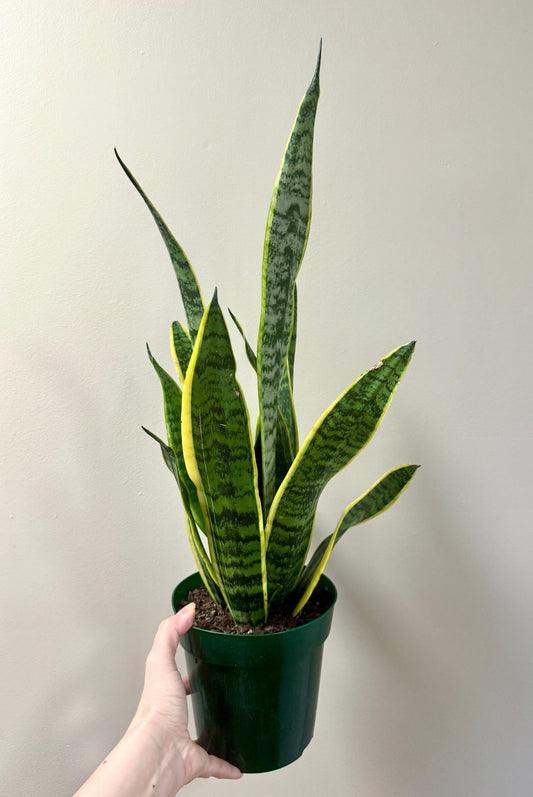 Sansevieria Laurentii Snake Plant - 6 inch Pot - optional decorative plant