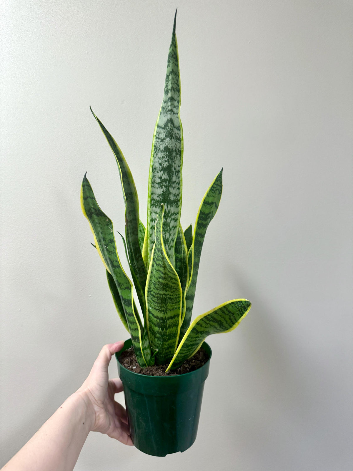 Sansevieria Laurentii Snake Plant - 6 inch Pot - optional decorative plant