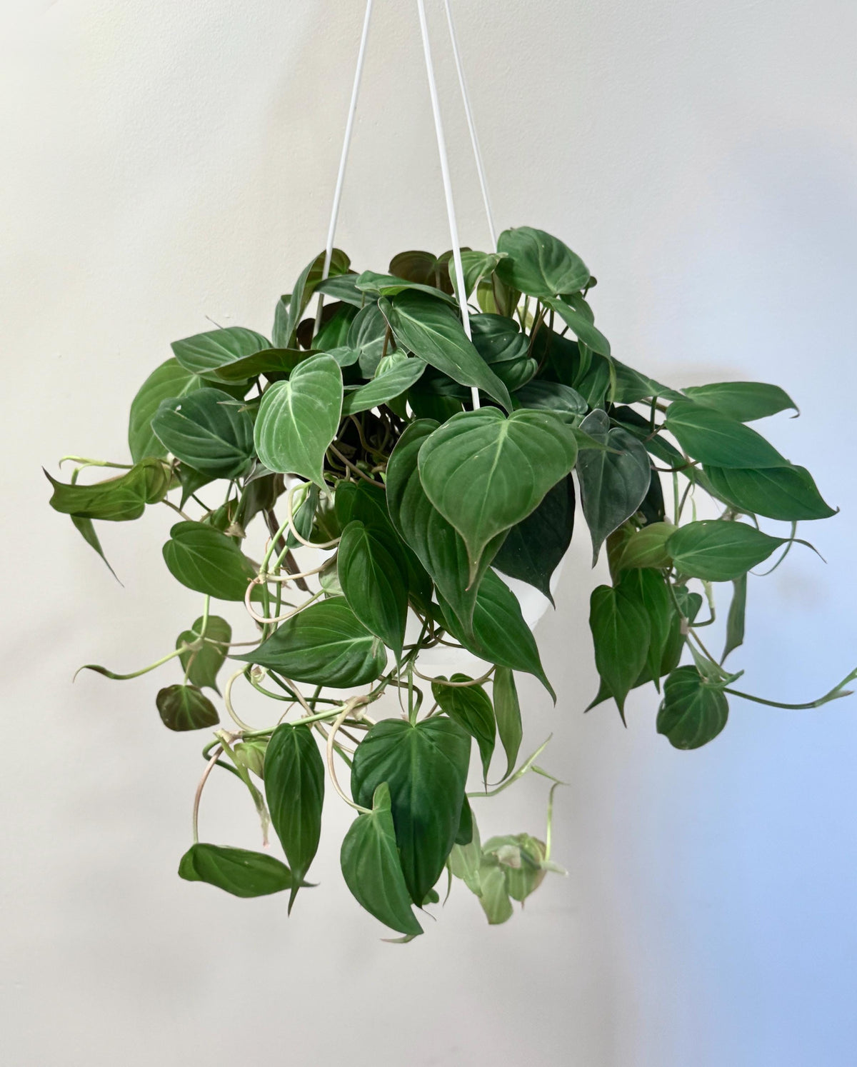 Philodendron Micans Plant 8 inch Hanging Pot - Live Plant