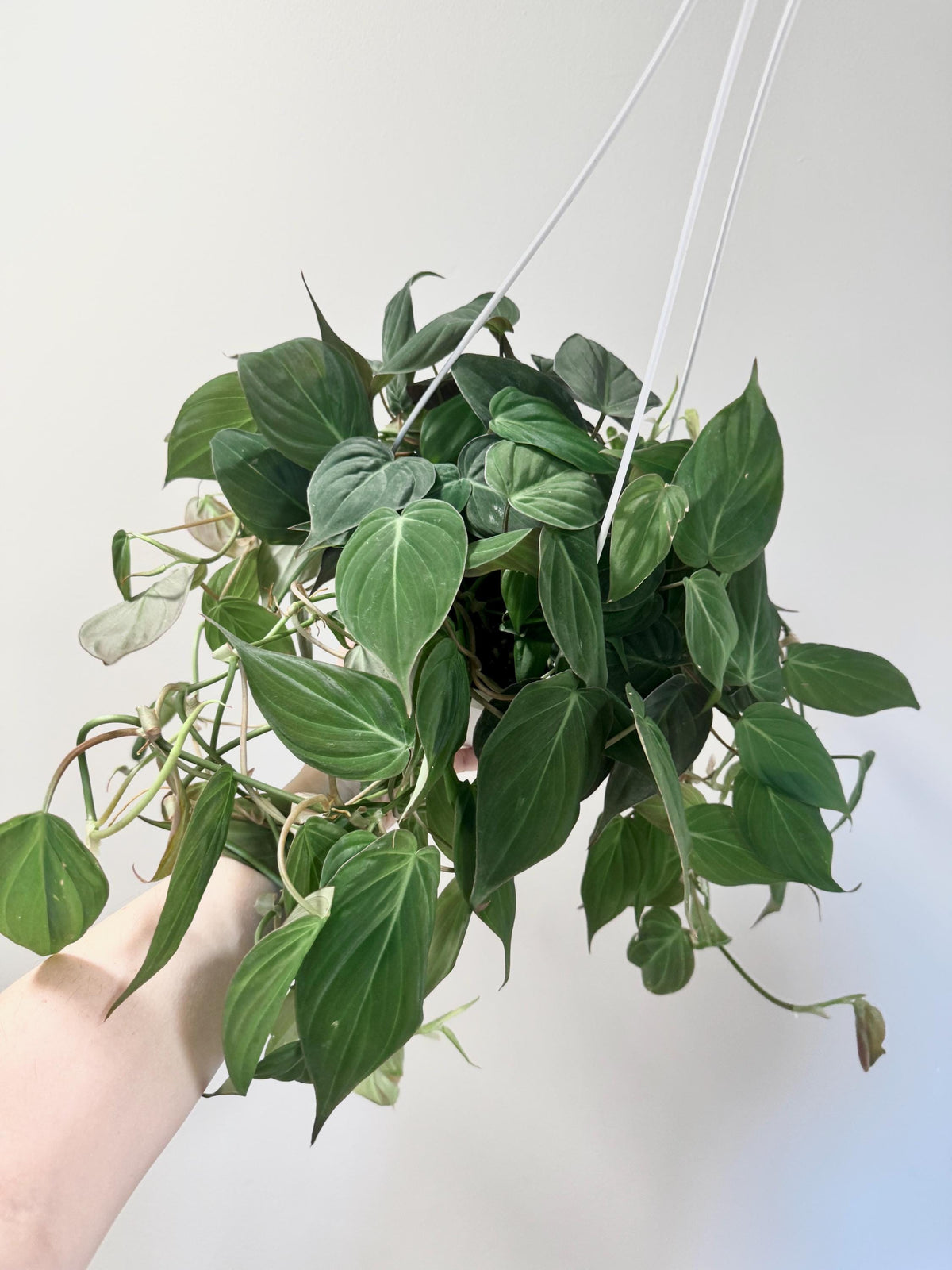 Philodendron Micans Plant 8 inch Hanging Pot - Live Plant