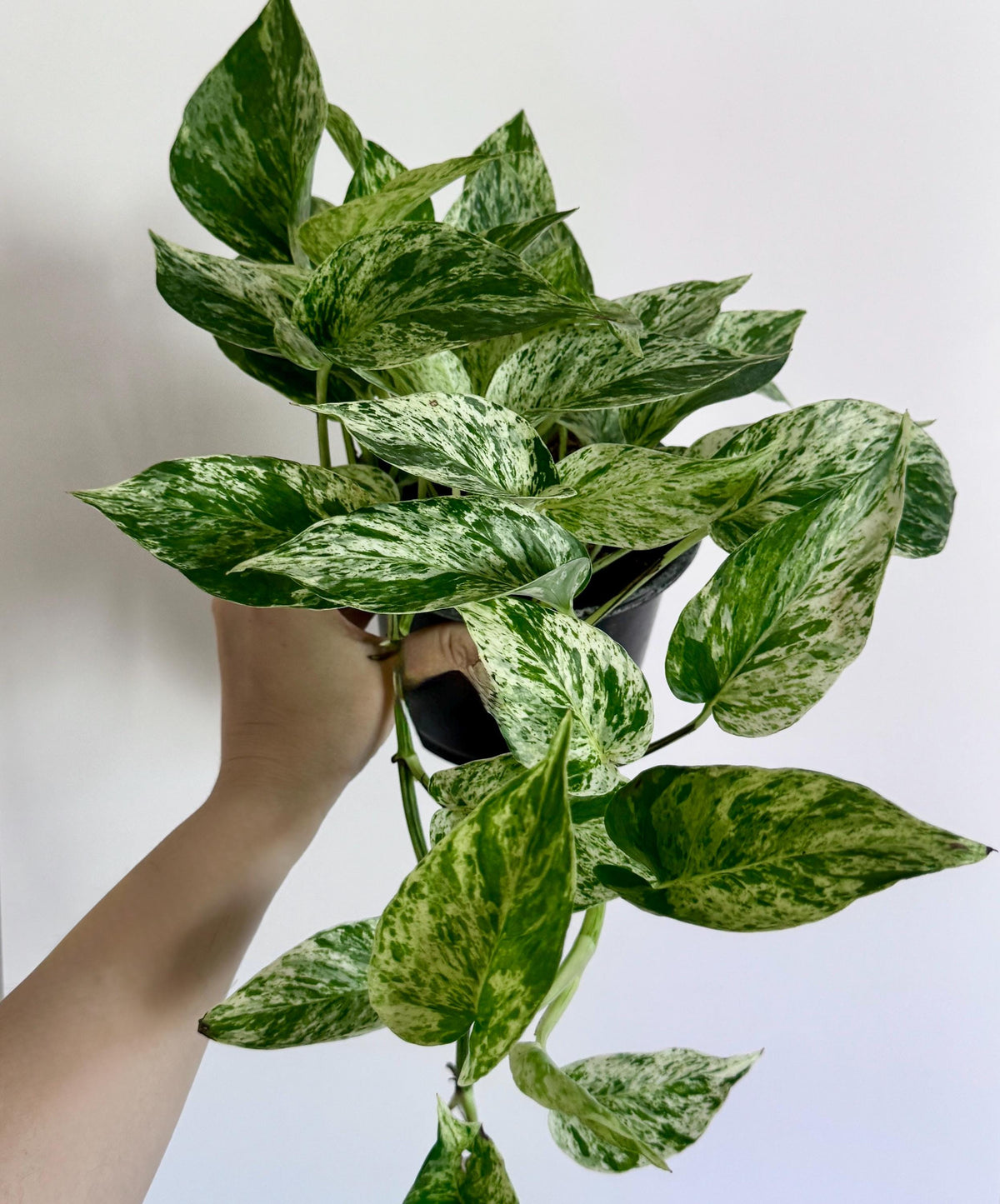 Marble Queen Pothos Live Plant - 6 inch Pot - optional decorative pot