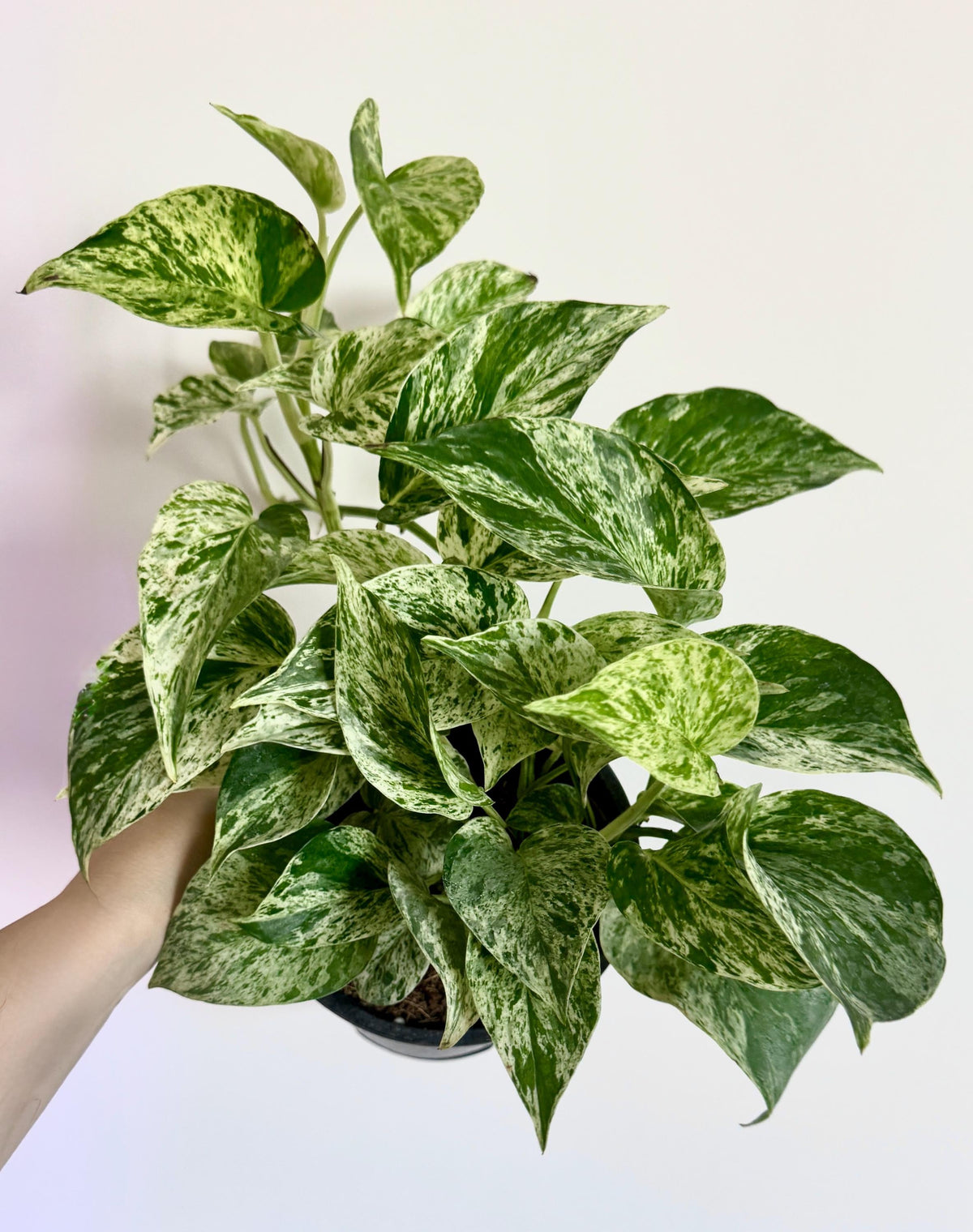 Marble Queen Pothos Live Plant - 6 inch Pot - optional decorative pot