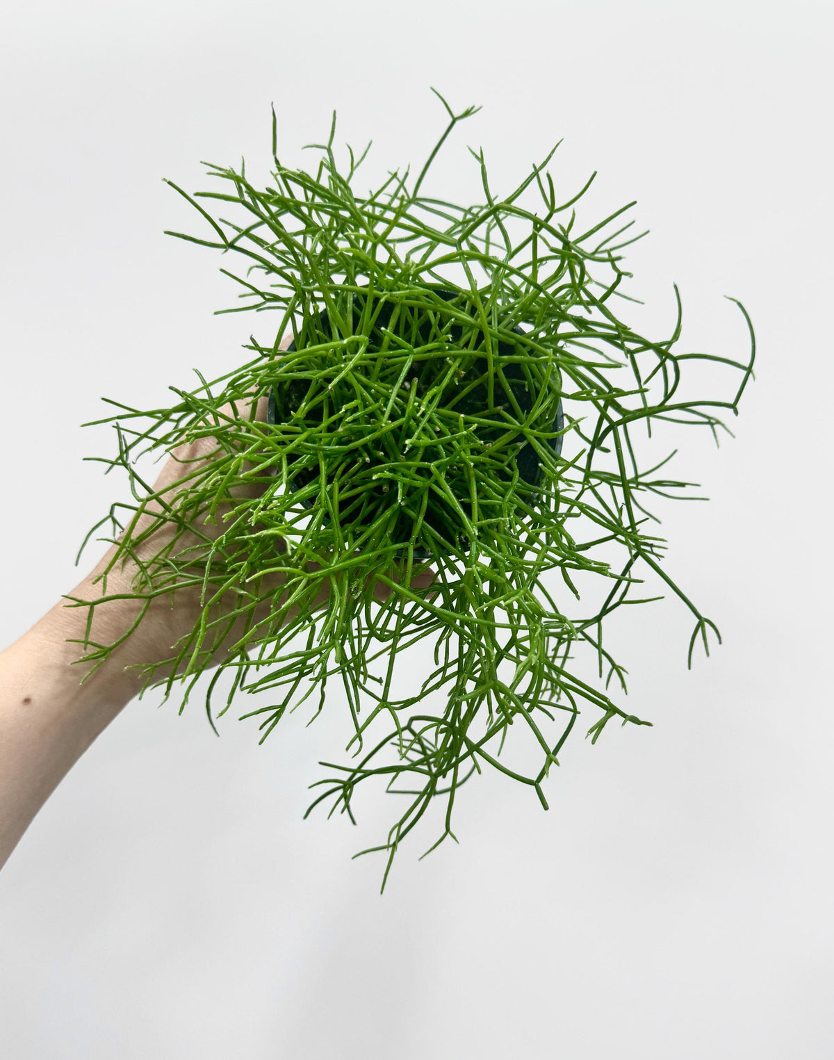 Rhipsalis Burchellii | Mistletoe Cactu| Plant - 3.5" Pot - Live Plant - optional decorative