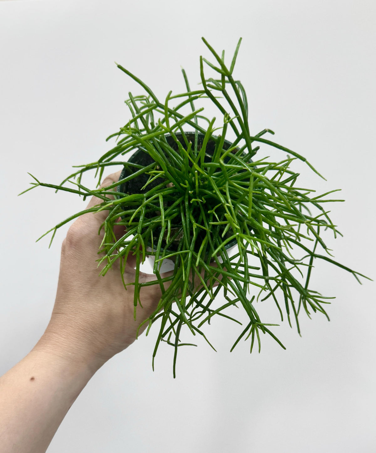 Rhipsalis Cashero | Mistletoe Cactu| Plant - 3.5" Pot - Live Plant - optional decorative