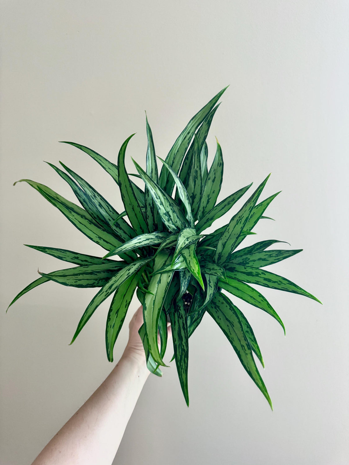 Aglaonema Cutlass 6 inch Pot - Live Plant - optional decorative pot