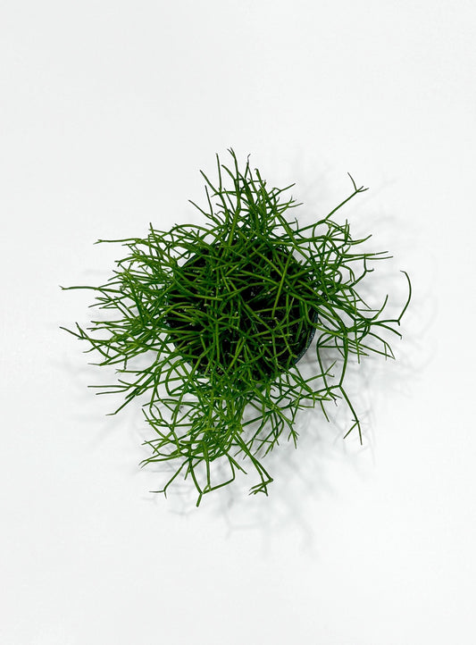 Rhipsalis Burchellii | Mistletoe Cactu| Plant - 3.5" Pot - Live Plant - optional decorative