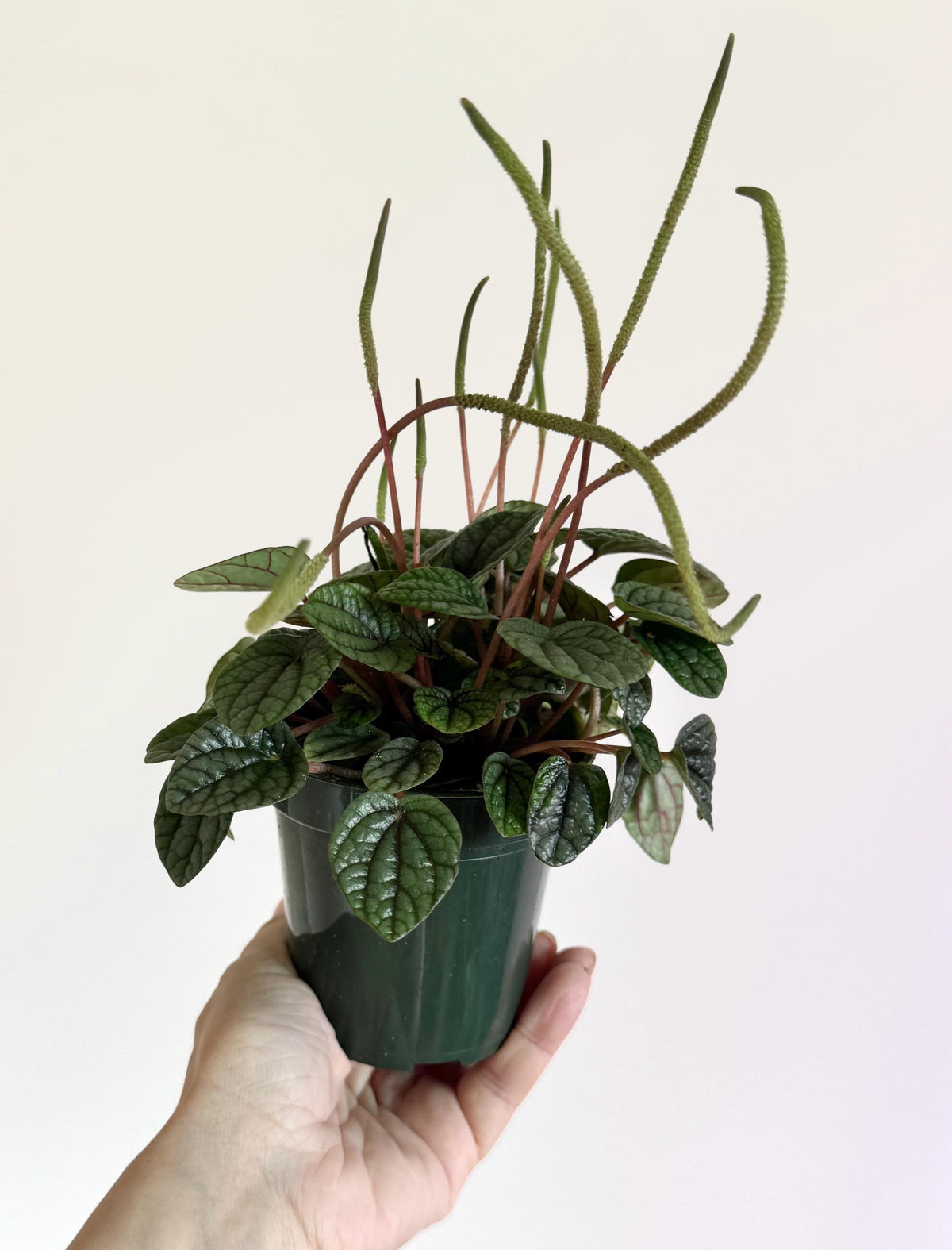 Peperomia Greyhound Radiator Plant - 3.5 inch Pot - Live Plant - optional decorative pot