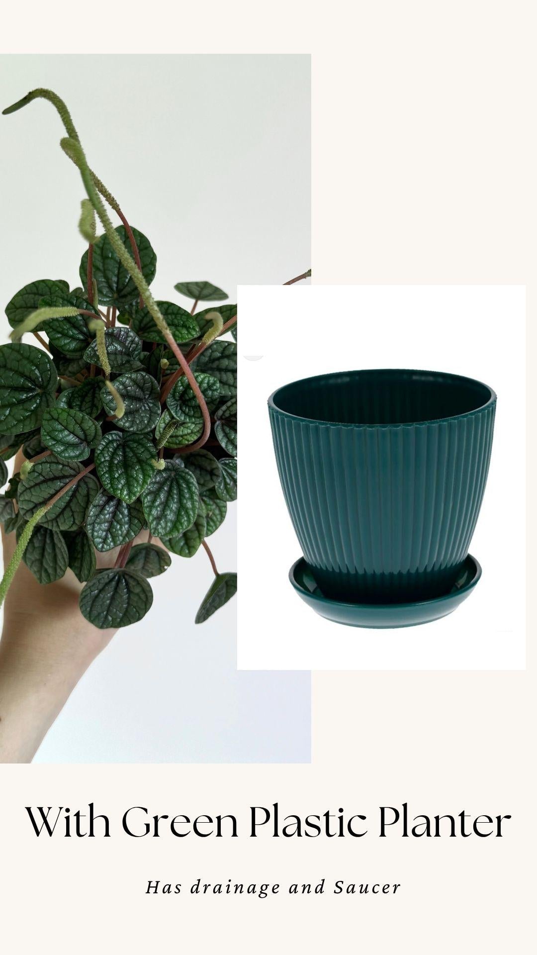 Peperomia Greyhound Radiator Plant - 3.5 inch Pot - Live Plant - optional decorative pot