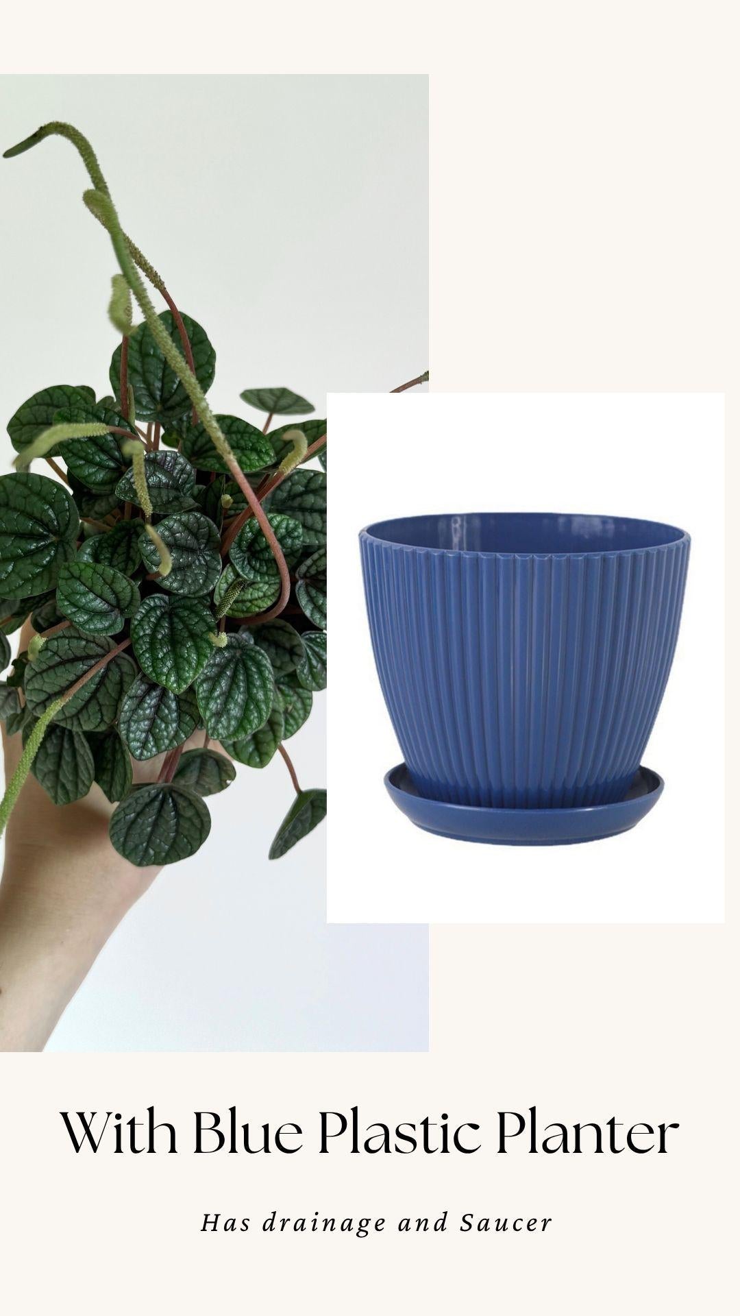 Peperomia Greyhound Radiator Plant - 3.5 inch Pot - Live Plant - optional decorative pot