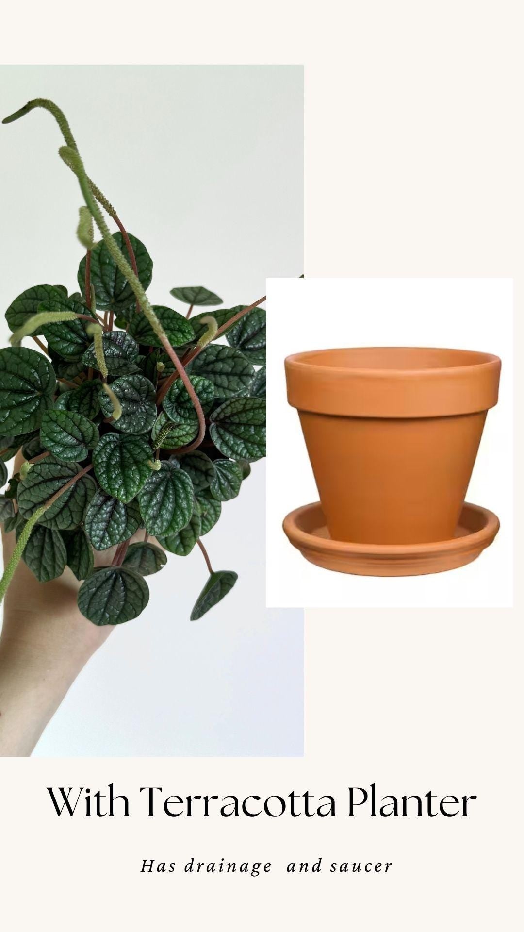 Peperomia Greyhound Radiator Plant - 3.5 inch Pot - Live Plant - optional decorative pot