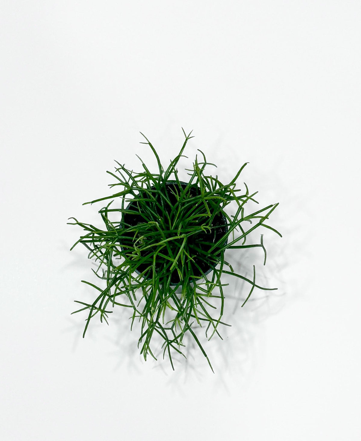 Rhipsalis Cashero | Mistletoe Cactu| Plant - 3.5" Pot - Live Plant - optional decorative