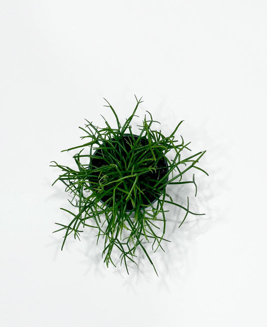 Rhipsalis Cashero | Mistletoe Cactu| Plant - 3.5" Pot - Live Plant - optional decorative