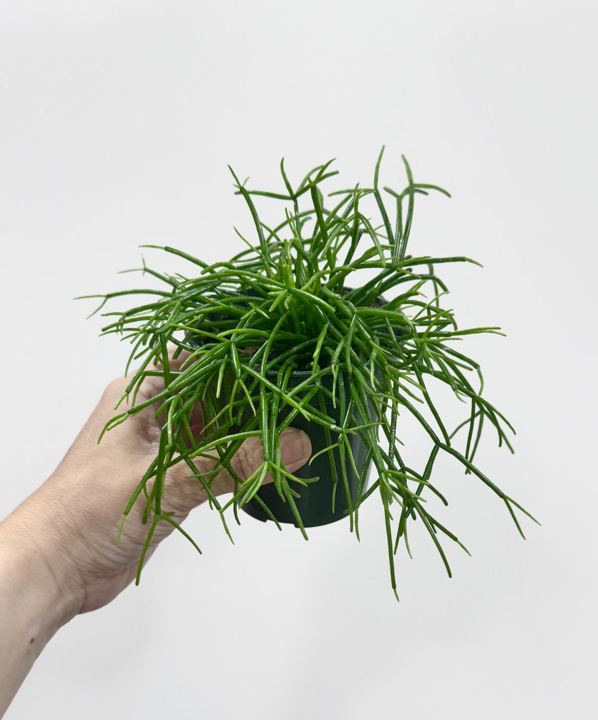 Rhipsalis Cashero | Mistletoe Cactu| Plant - 3.5" Pot - Live Plant - optional decorative