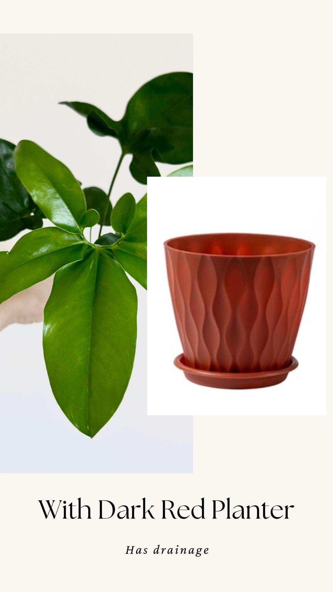 Philodendron Joepii Plant 4 inch - Live Plant - optional decorative pot