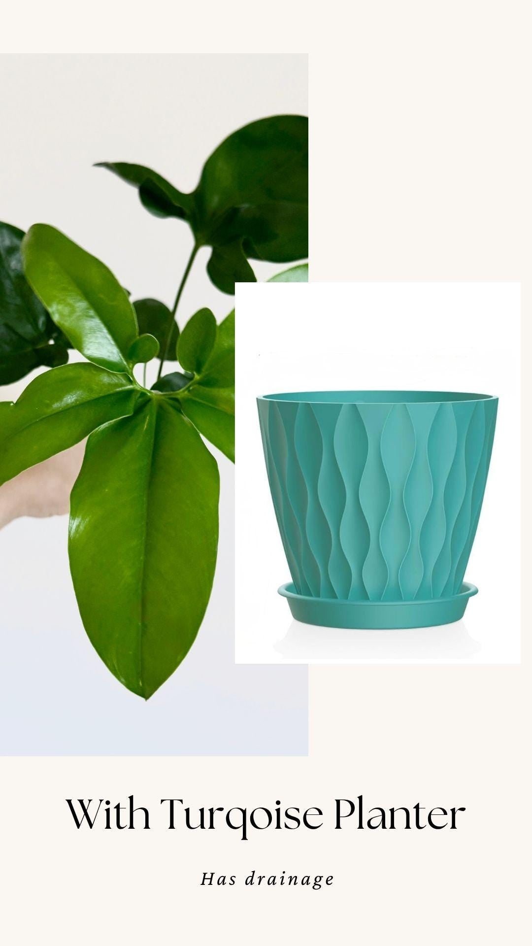 Philodendron Joepii Plant 4 inch - Live Plant - optional decorative pot