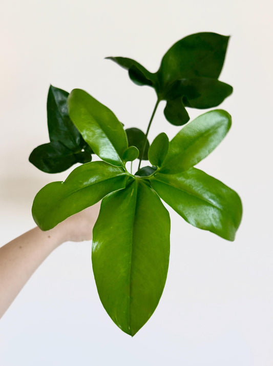 Philodendron Joepii Plant 4 inch - Live Plant - optional decorative pot