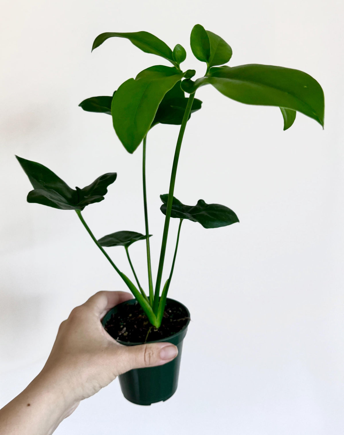 Philodendron Joepii Plant 4 inch - Live Plant - optional decorative pot