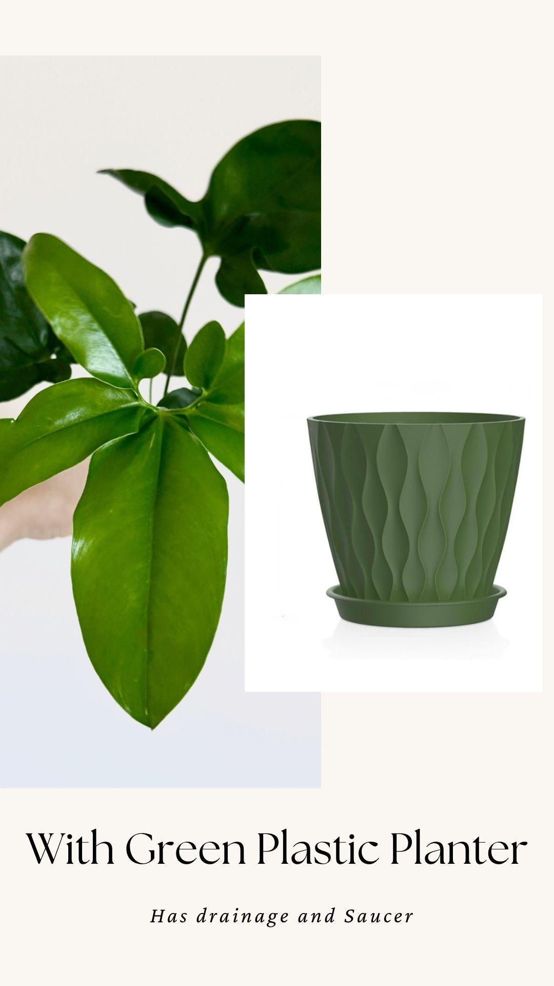 Philodendron Joepii Plant 4 inch - Live Plant - optional decorative pot