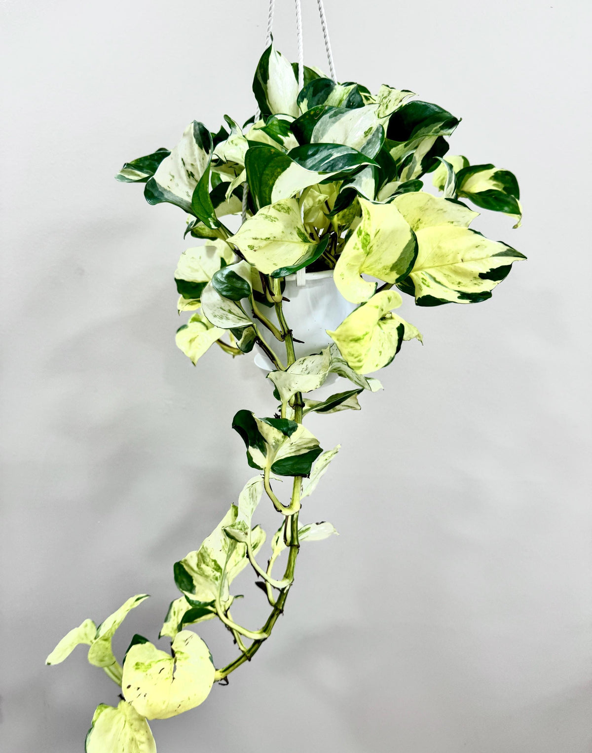 Ivory Night Pothos Rare Plant | Epipremnum Aurea | 4.5” Hanging Basket