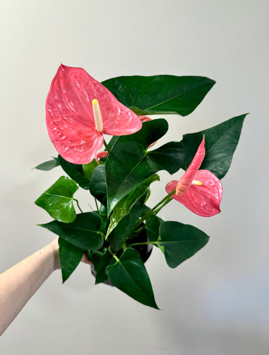 Anthurium Andraeanum Painter's Palette Plant - 6 inch Pot - optional decorative pot